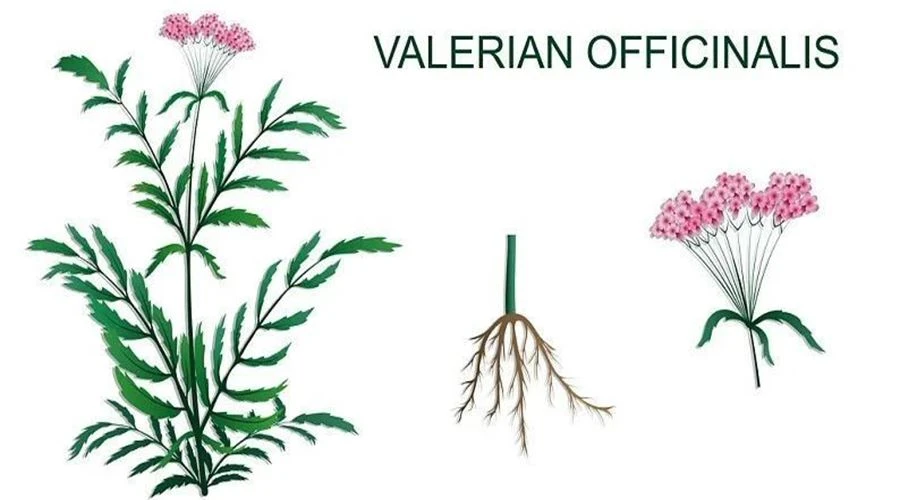 Kas Valerian Root hoiab mind magamas?