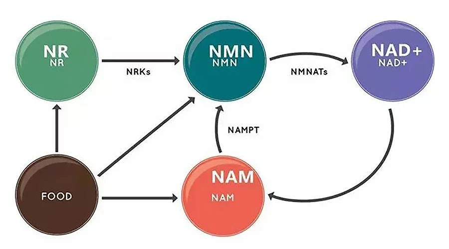 Küsimused ja vastused NMN-i kohta (Ⅰ)